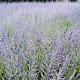 Perovskia atripl. 'Little Spire' 
