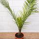 Phoenix canariensis 