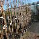 Prunus serrulata 'Amanogawa' 