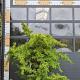 Pyracantha 'Orange Glow' Meerstammig 