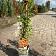 Pyracantha 'Soleil d'Or' 
