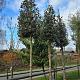 Quercus ilex 
