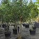 Quercus pubescens Meerstammig 