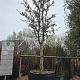 Quercus suber 