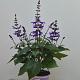 Salvia salgoon 'Lake Blueberry' 