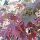 Acer pal. 'Osakazuki' Container 15lt. 140/160cm.