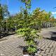 Acer pal. 'Osakazuki' Container 15lt. 140/160cm.