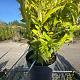 Sarcococca humilis 'Winter Gem' 
