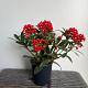 Skimmia japonica 'Pabella' 