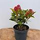 Skimmia japonica 'Godrie's Dwarf' 