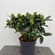 Skimmia jap. 'White Globe' 
