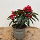 Skimmia reevesiana 