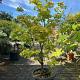 Acer palmatum 'Summergold' Container 20lt. 150/175cm.