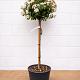 Viburnum tinus op stam 