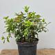 Viburnum tinus 'Eve Price' 