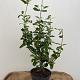 Viburnum tinus 'Lisarose' 