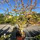 Vitex agnus-castus 