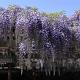 Wisteria sinensis 'Prolific' 