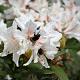 Rhododendron 'Cunningham's White' 