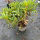 Rhododendron 'Tortoiseshell Orange' 