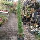 Cupressus sempervirens 'Pyramidalis' 