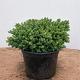 Juniperus procumbens 'Nana' 