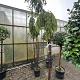 Picea abies 
