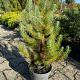 Pinus pinea 'Silver Crest' 