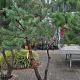 Pinus sylvestris 
