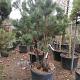 Pinus sylvestris Meerstammig 