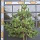 Pinus sylvestris Meerstammig 