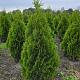 Thuja occ. 'Smaragd' 