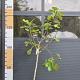 Ficus carica 'Brown Turkey' 
