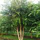 Betula nigra Meerstammig 