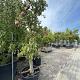 Pyrus c. 'Doyenne du Comice' Karakter 