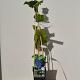 Vitis 'Boskoop Glory' 
