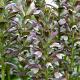 Acanthus mollis 