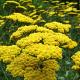 Achillea fil. 'Cloth of Gold' 