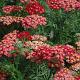 Achillea mil. 'Paprika' 