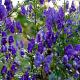 Aconitum henryi 'Spark's Variety' 