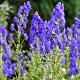 Aconitum carm. 'Arendsii' 