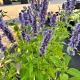 Agastache 'Blue Fortune' 