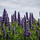 Agastache 'Black Adder' 