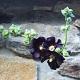 Alcea rosea 'Nigra' 