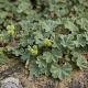 Alchemilla erythropoda 