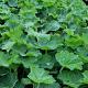 Alchemilla mollis 