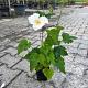 Anemone hyb. 'Honorine Jobert' 