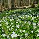 Anemone nemorosa 