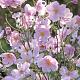 Anemone tomentosa 'Robustissima' 