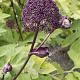 Angelica gigas 